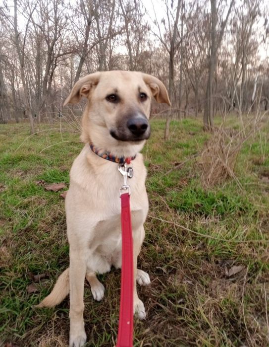 Отдам даром в добрые руки собаку метис овчарки и лабрадора
