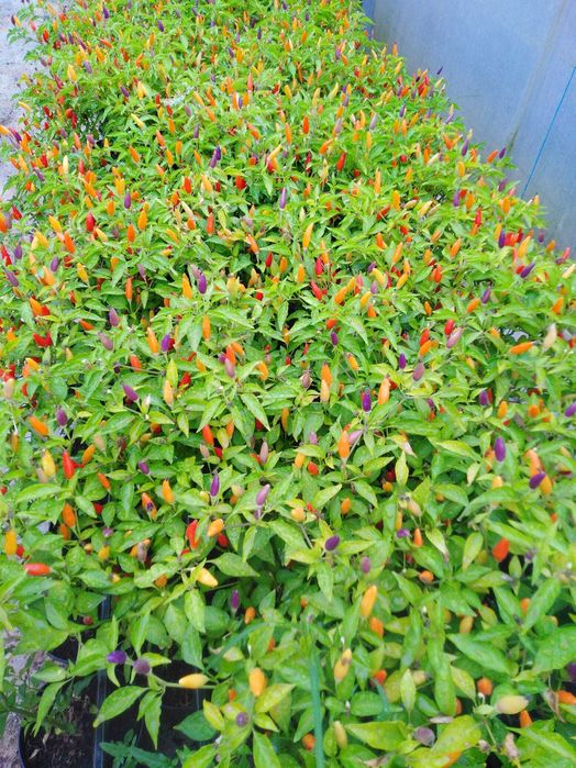 Plantas Não Frutíferas e outras variedades