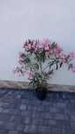 Oleander różowy 130cm