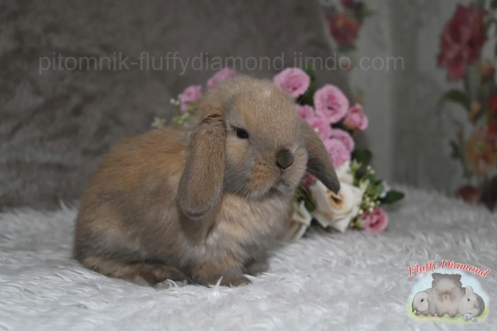 Карликовий висловухий кролик - NHD. Хлопчик. Тюрінгенське забарвлення