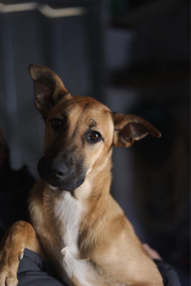Bennie - cachorro para adoção