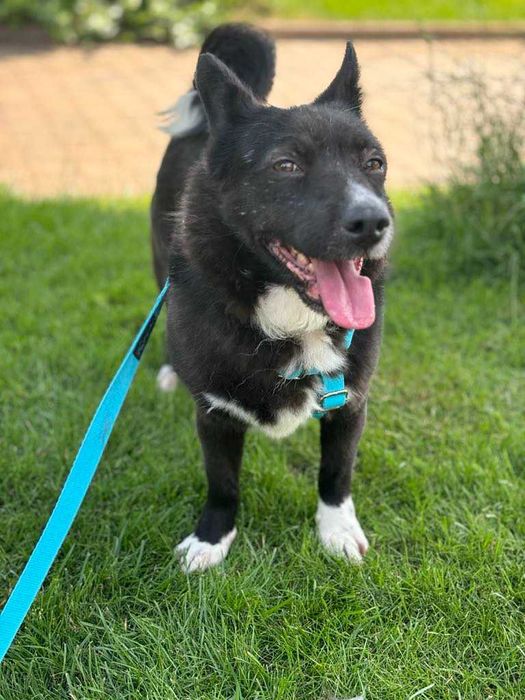 Porzucona bita przepędzana sunia ofiara wojny Pomóż adoptuj