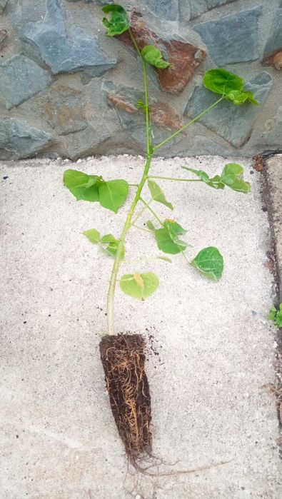 Erythrina Caffra ou Árvore Coral