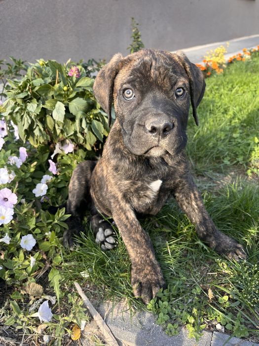 Piesek Cane Corso