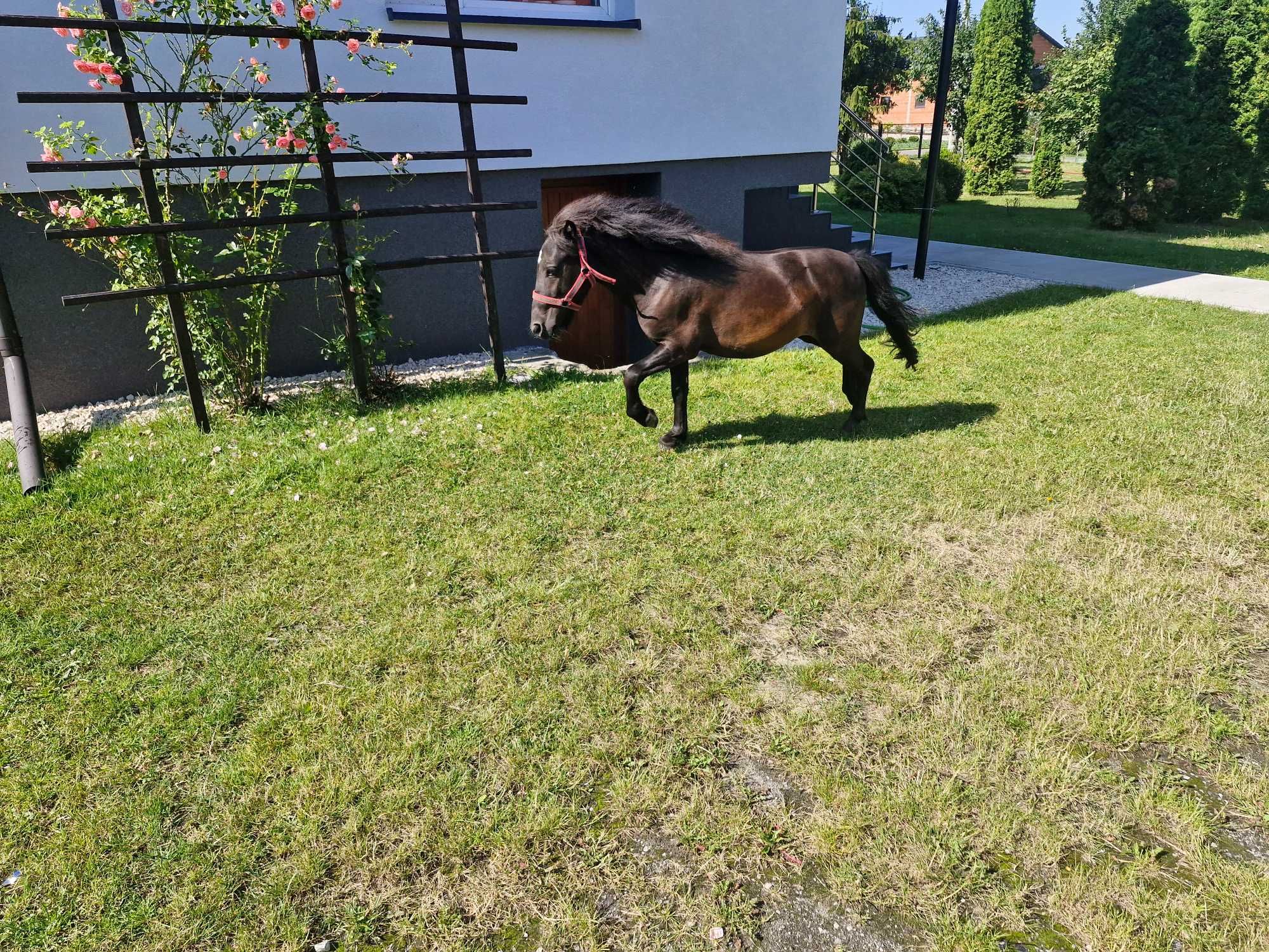 SPRZEDAM kucyka ogierka . Ewentualnie zamienie na klacz kucyka