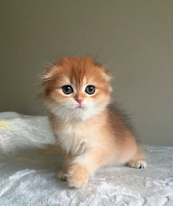 Kotka szkocka zwisłoucha, color złota szynszyla, długowłosa