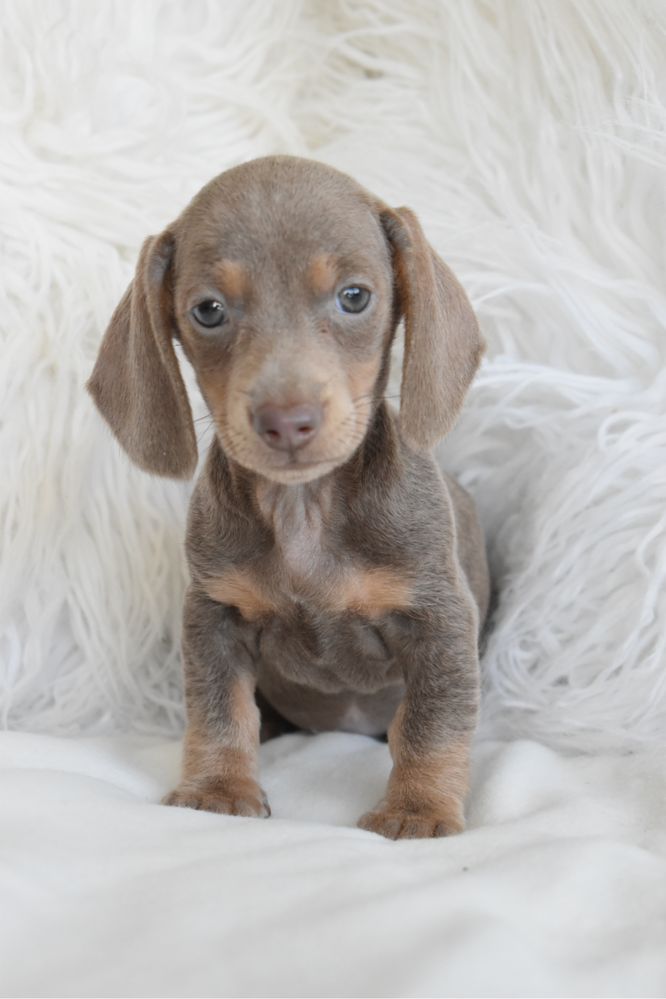 Teckel miniatura Lilac Tan femea