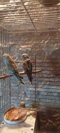 Papużki samiec i samica