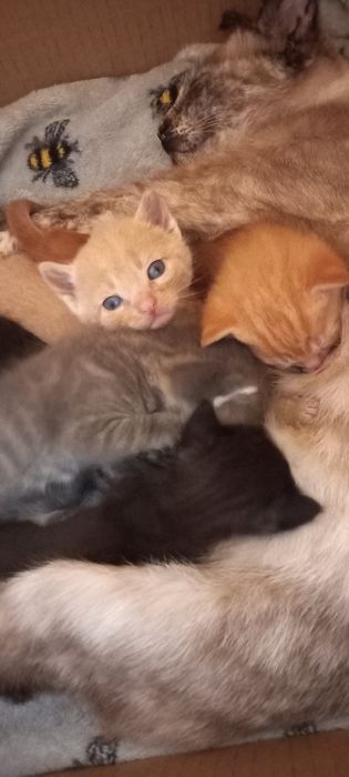 Красивые маленькие котята