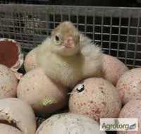 інкубаційне яйце качок, гусей, курей, індиків