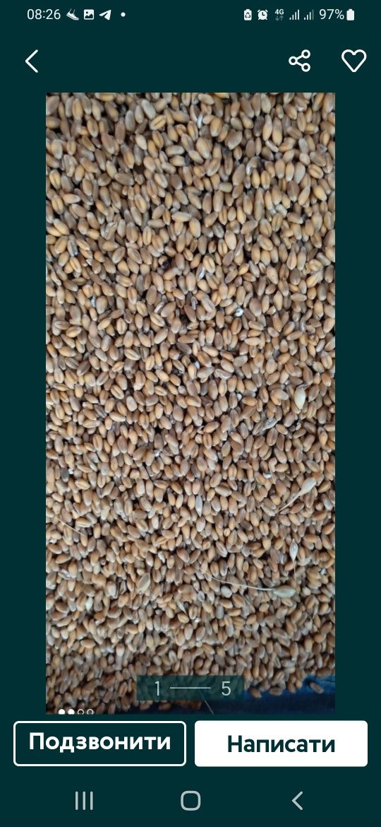 Продам яру пшеницю  5.0 грн.
