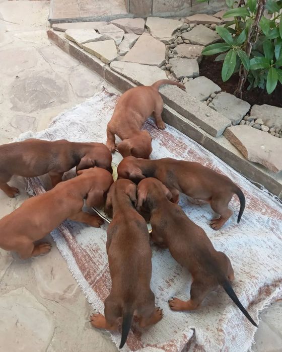 Яскраві таксята хлопчики.