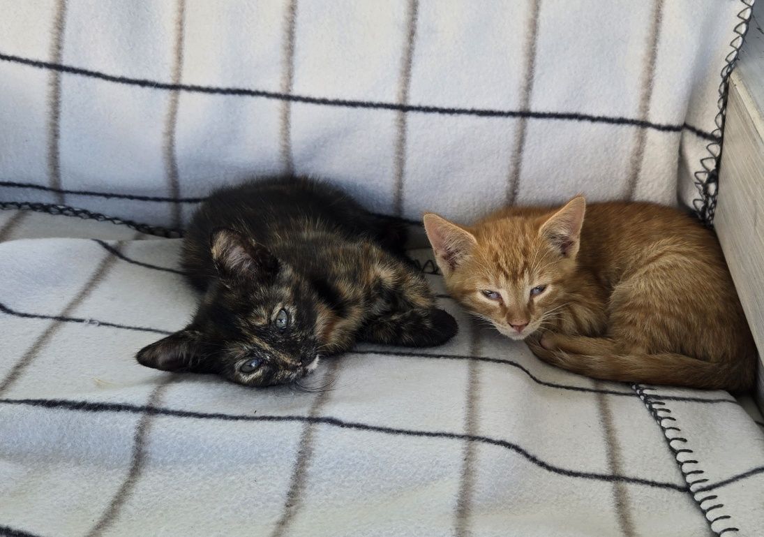 Котик в добрі руки
