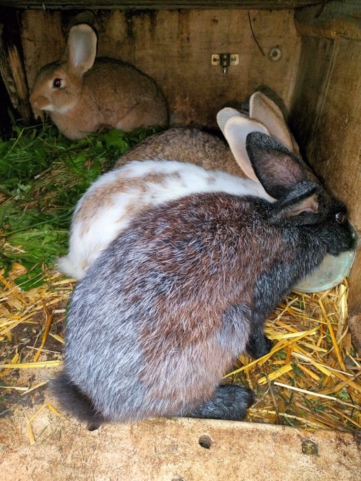 Kolorowe króliki duże ładne