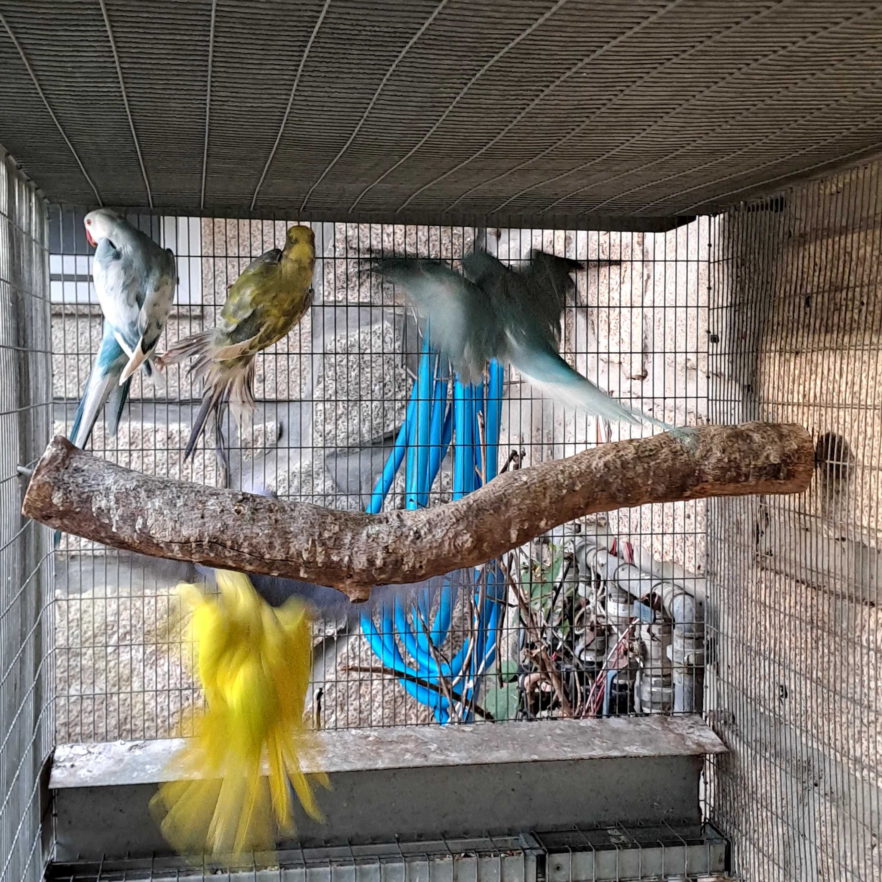 Ring neck Azul CC, macho, 2024