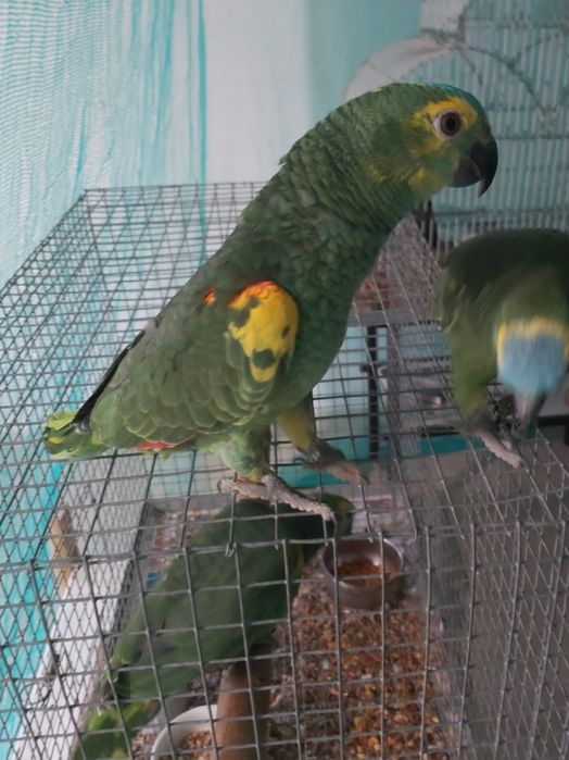 Papagaios amazonas  xantoperix  e cinzentos