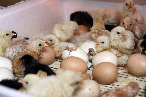 Інкубаційні яйця бройлера і не тільки