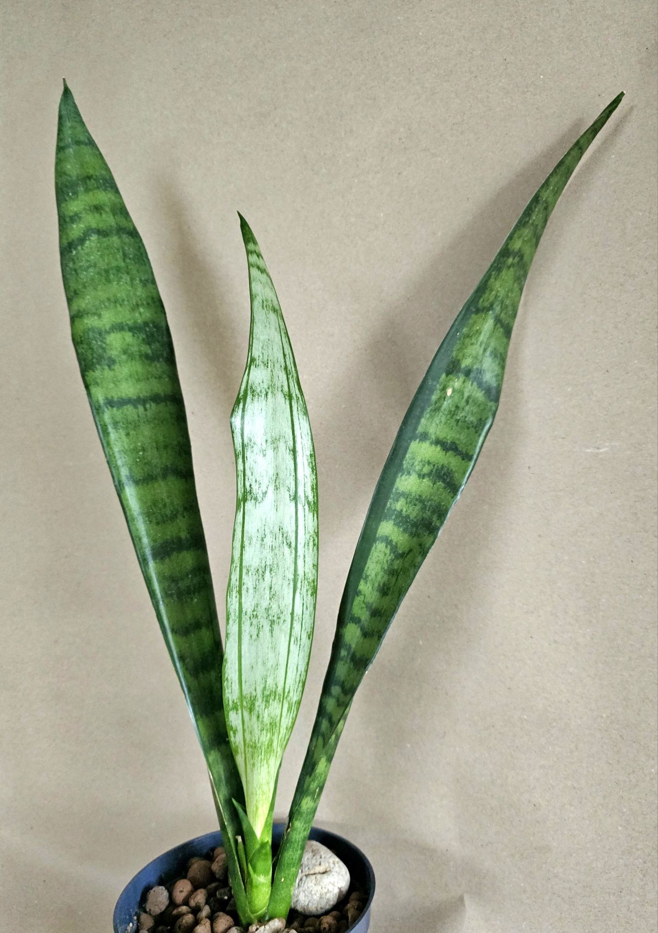 Sansevieria 'Green Line'