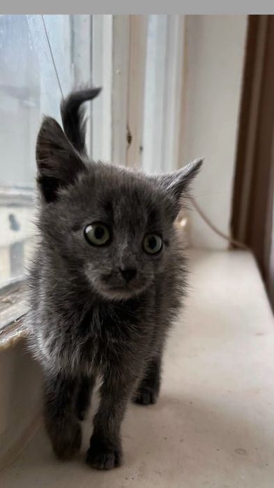 Отдам серого котенка, метис русской голубой, девочка, 1,5 месяца