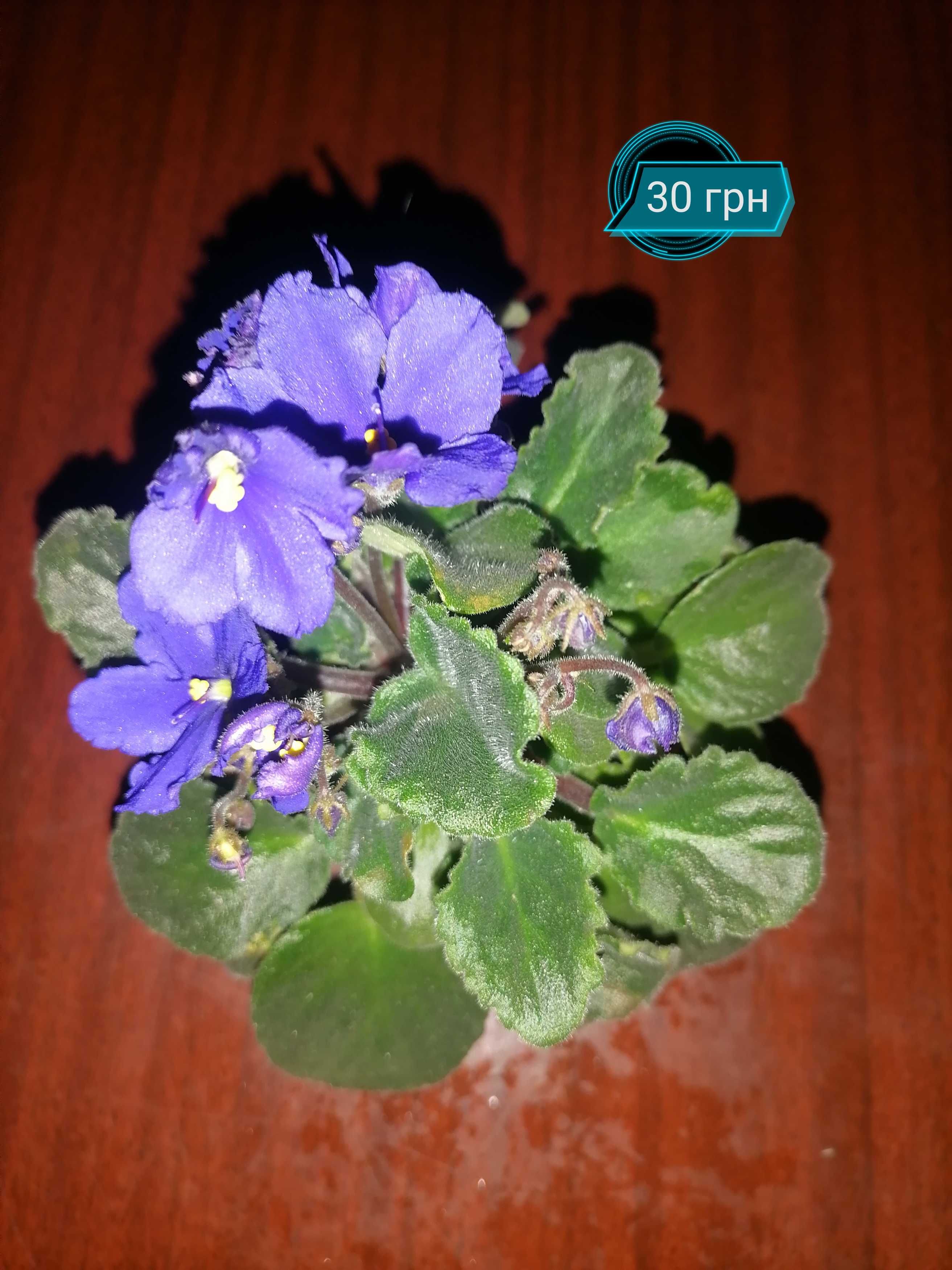 Фіалки (сенполії)