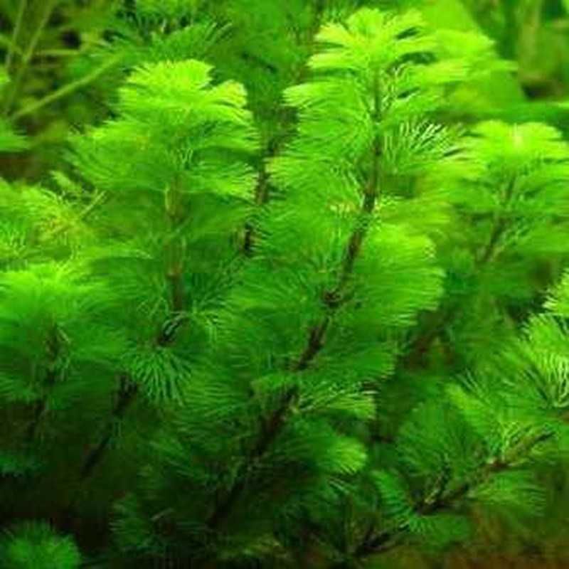 Planta para aquário (Limnophila sessiliflora)