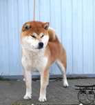 Shiba z rodowodem ZKwP po rodzicach Championach