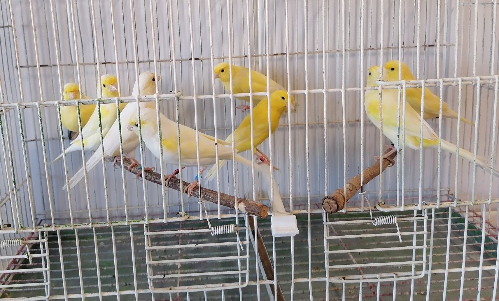 Canários poupa alemão e canários sem poupa (Ler a descrição)