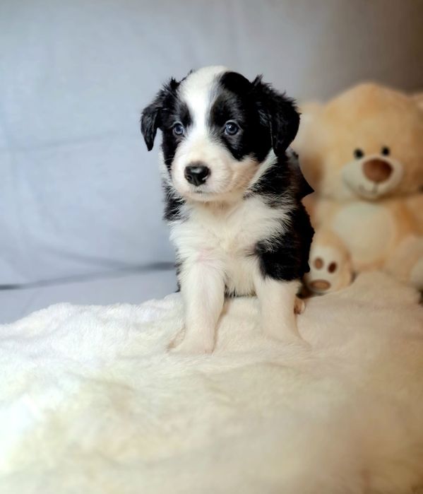 Śliczna cuczka Border Collie.ELZA