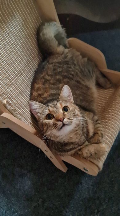 Молода киця смугаста до року