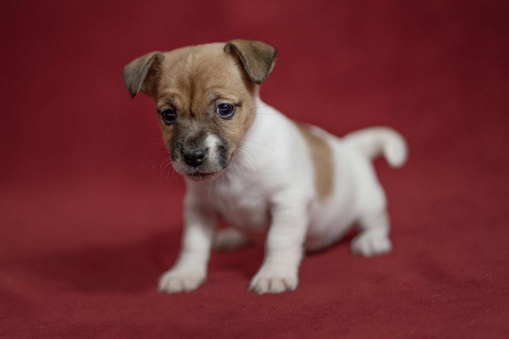 Dziewczynka Jack Russell terrier nr 4/badania genetyczne/DO ODBIORU