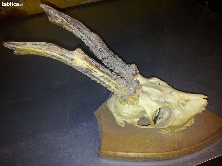 Poroże Kozła oprawione