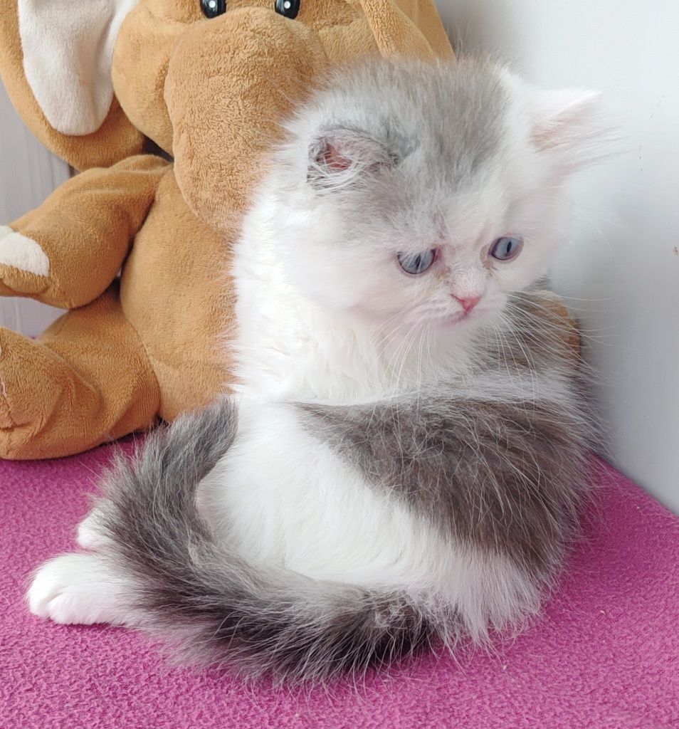 Гарний блакитноокий хлопчик.  Котёнок