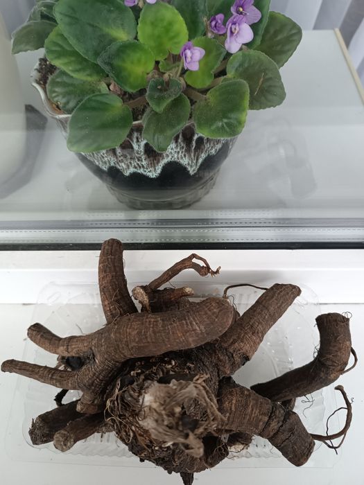 Лопух. Лечебне коріння. ЕКО-25