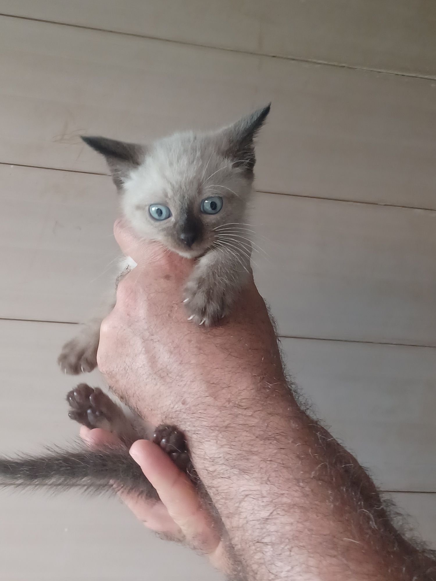 Mouse- gatinho bebe preta para adoção responsável