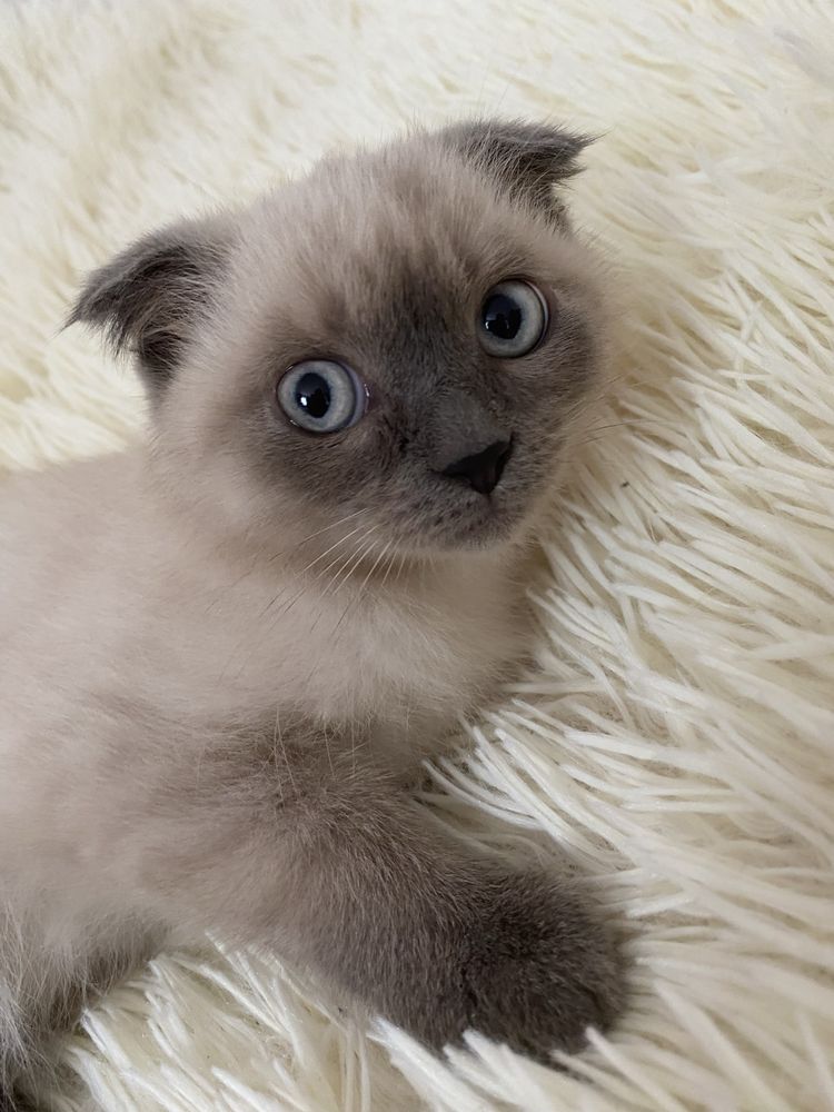 Кошенята шукають дім