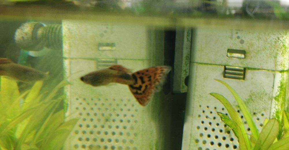 Młode gupiki  sprzedam lub zamienię