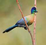 Turaco purpureo casal
