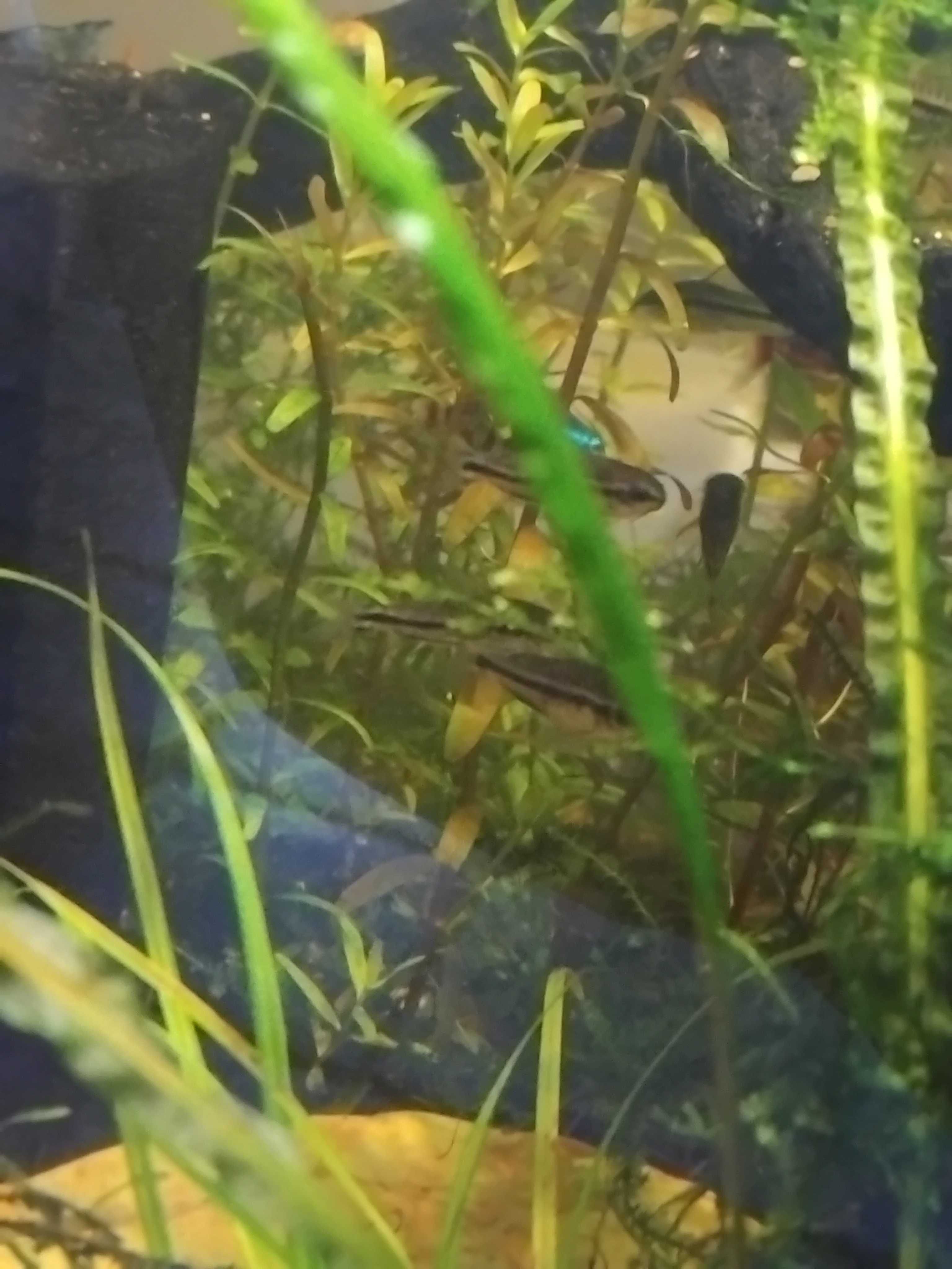 Corydoras pygmaeus