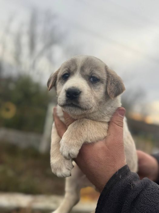 Цуцинята Лабладора