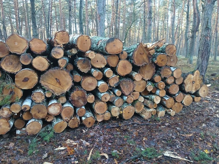 Drewno drzewo opałowe sosna dąb brzoza akacja buk
