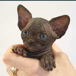 Gymni Gata*PL sfinks canadian sphynx kociak