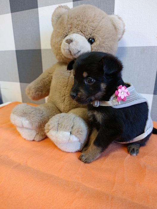 Mija - psie dziecko szuka kochającej rodziny