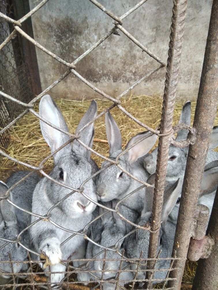 Кролики породи шиншила