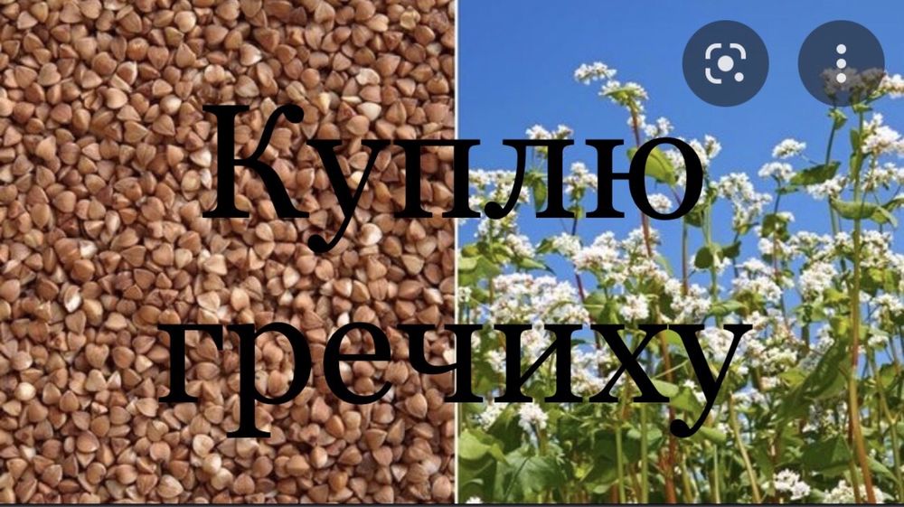 Куплю гречиху Опт