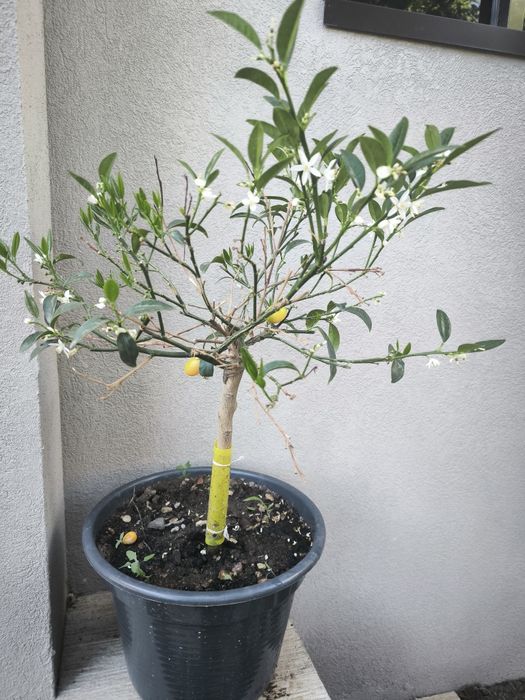 Árvore kumquat com frutos e flor