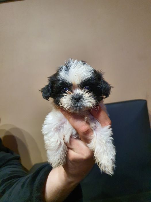 Shih tzu z rodowodem GOTOWE do nowego domu!!!