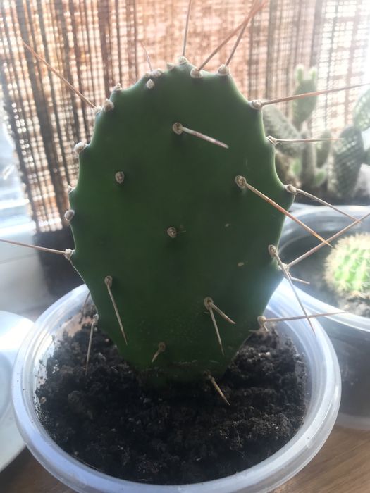 Детки кактусов микс