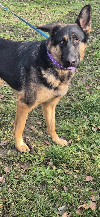 Suczka około półtora roku