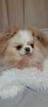 Chihuahua długowłosa