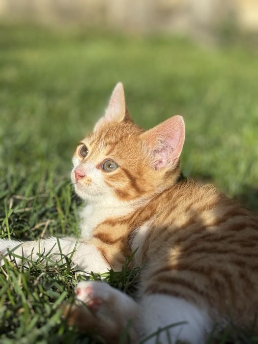 Кошенята хлопчики